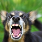 Everything You Need to Know About Dog Bites